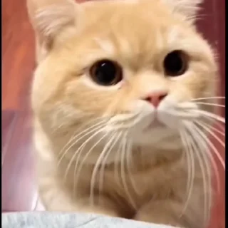 🤩
