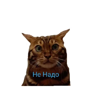 Котик лексус
