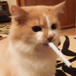 🚬