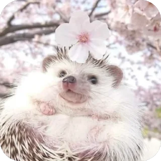 Hedgehogs • @Earth928B