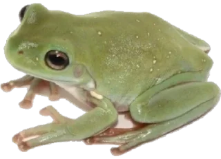 🐸