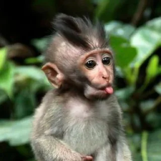🐒