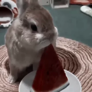 🐇
