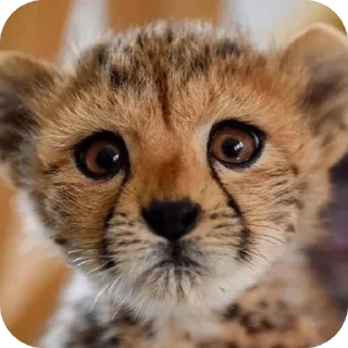 🐱