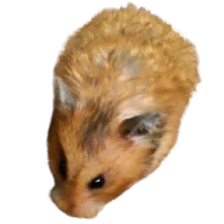 🐹