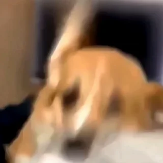 🐕‍🦺