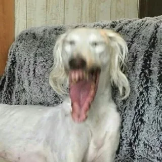 🤣