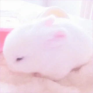 🐰