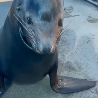 🦭