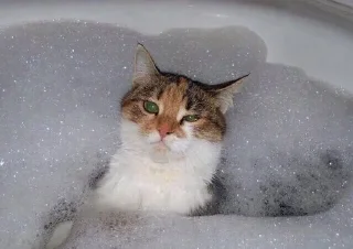 🐱