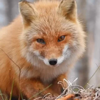 🤩