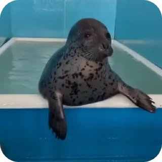 🦭