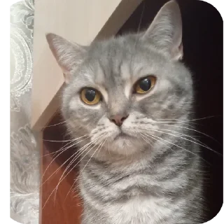 🐱