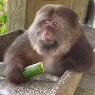 🥒