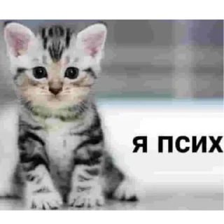 🐱