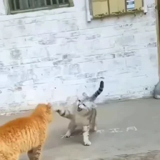 🐈