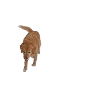 🐶