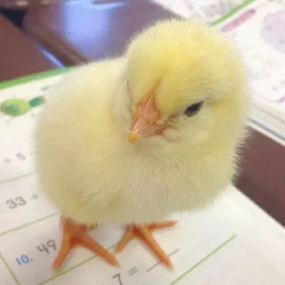 🤩