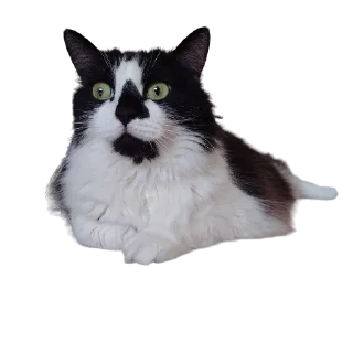 🙀