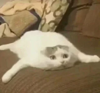 🐱
