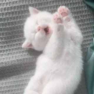 💖