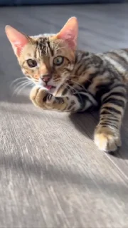 Бенгальские котики @stickroom