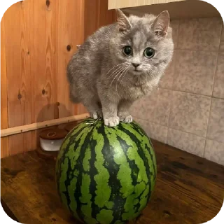 🐱