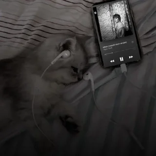 🐈‍⬛
