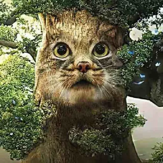 😼