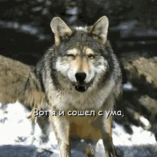 🤪