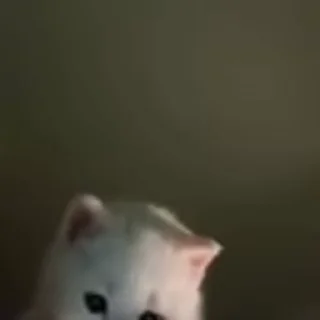 🐈‍⬛