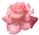 🌸