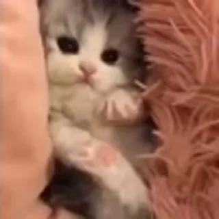 🐈‍⬛