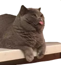😛
