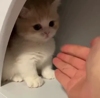 🐱