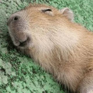 😴