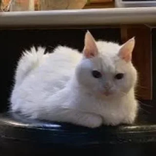 😠
