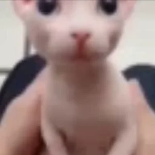 🐈‍⬛