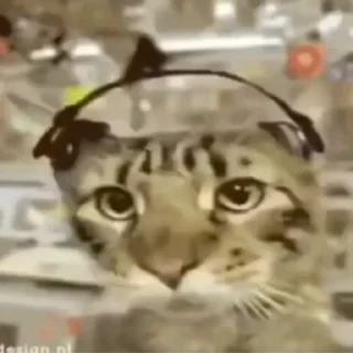 😹