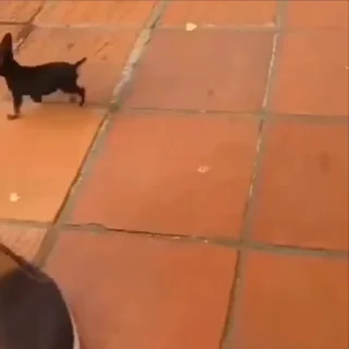 🐶