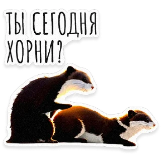 🦦