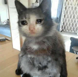🥺
