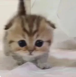 🥺
