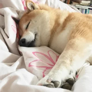 😴