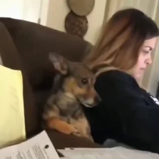🐶