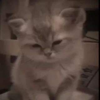 🥺
