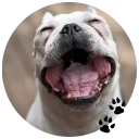 🐶