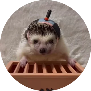 🦔