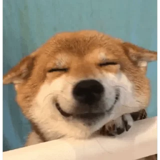 🐱