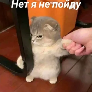 😾